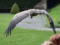 Gaensegeier 148